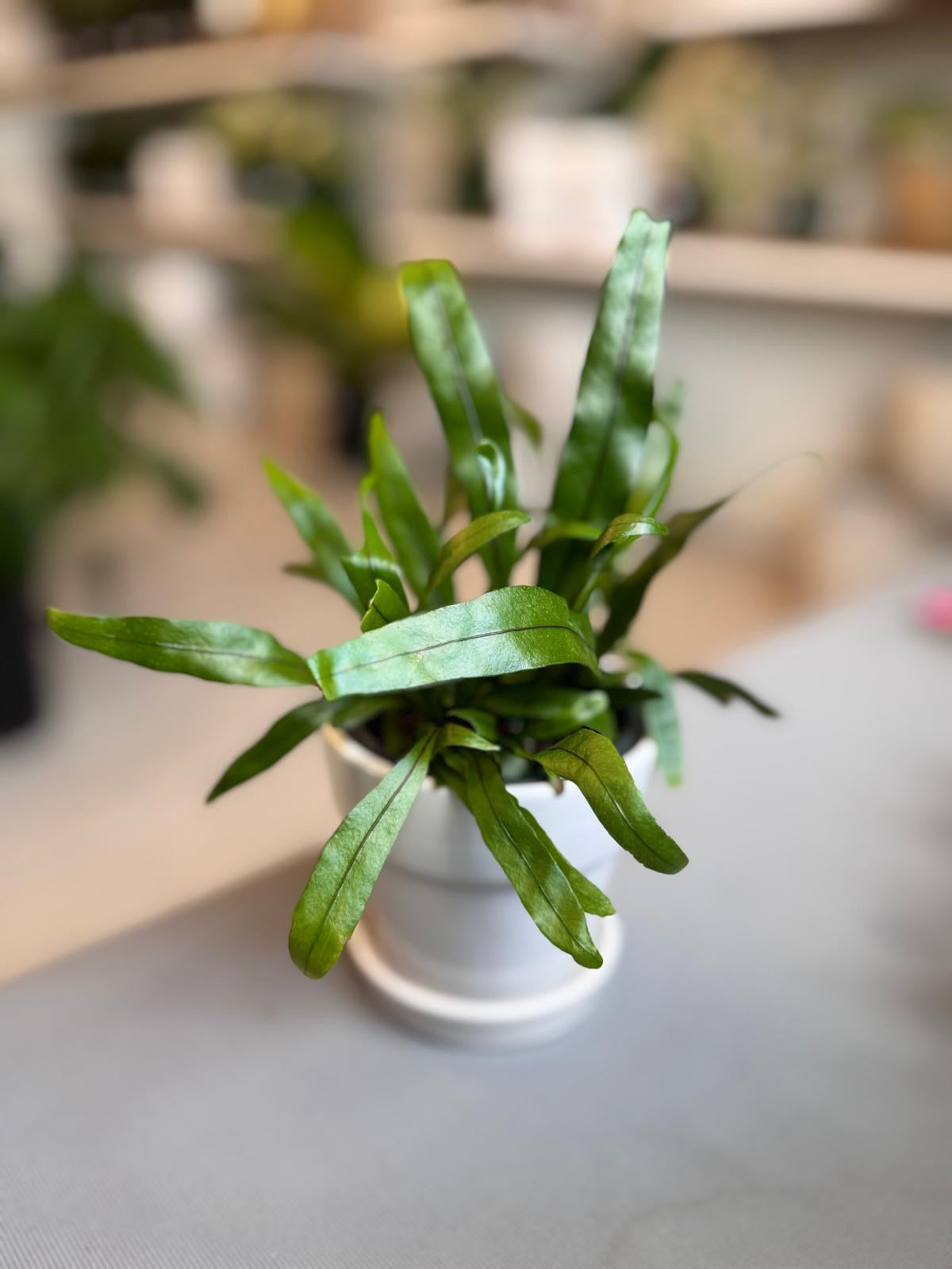 Bird Nest Fern 4”