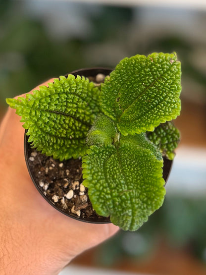 Moon Valley Pilea mini