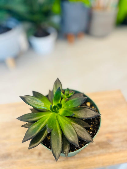 Echeveria affinis “Black Knight”