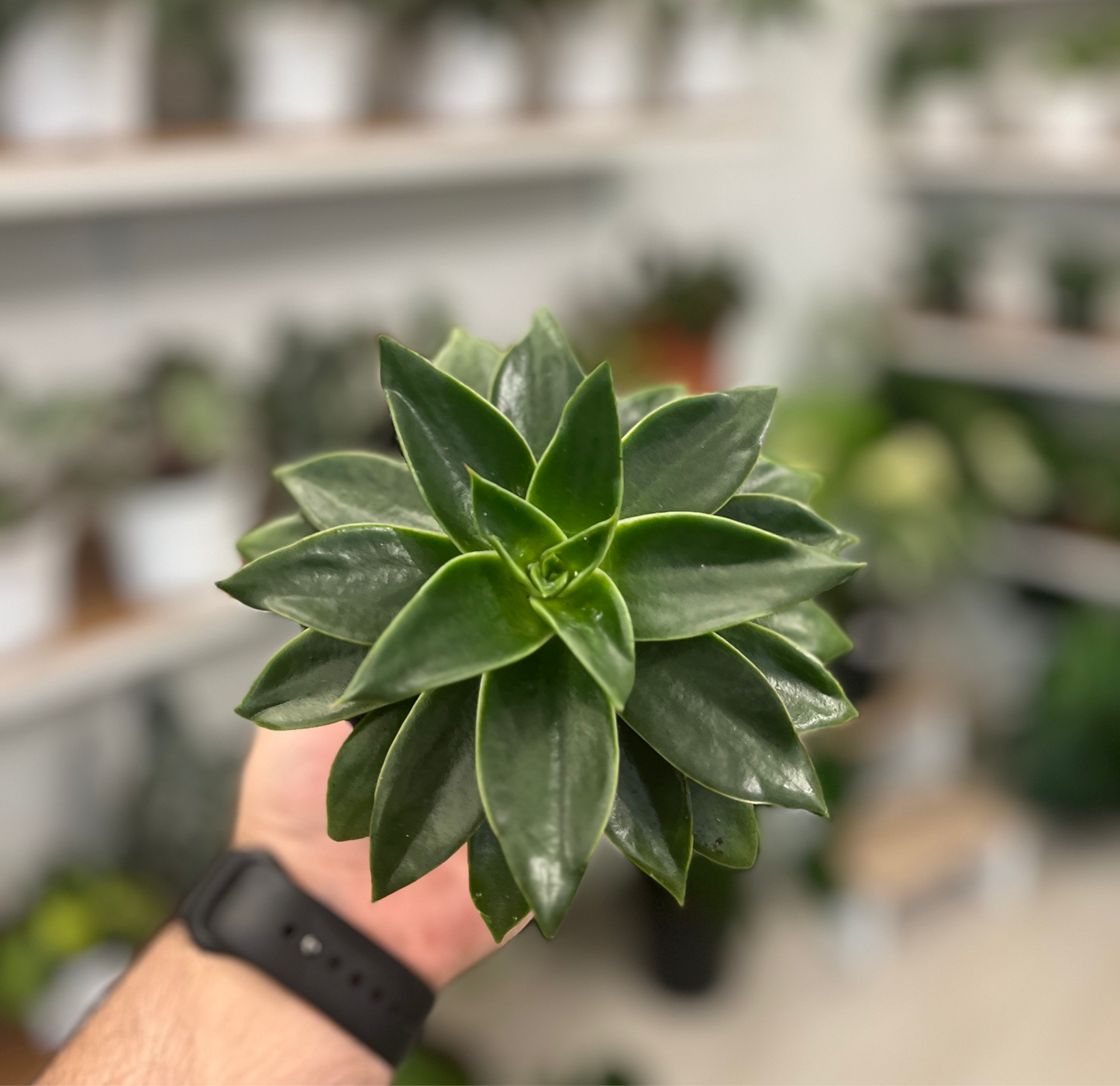 Echeveria agavoides