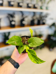 Potho Marble Queen 4”