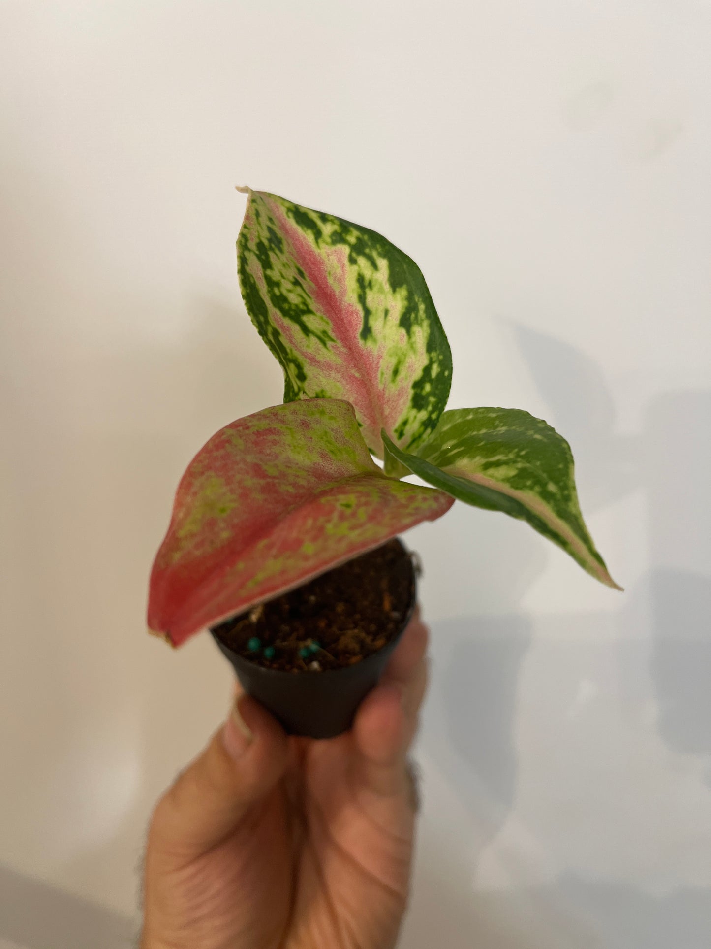 Aglaonema Pink Pie 6”