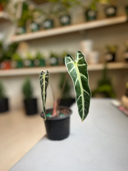 Alocasia Bambino 3”