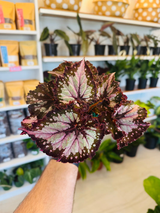 Begonia Rex "Winter Twilight"