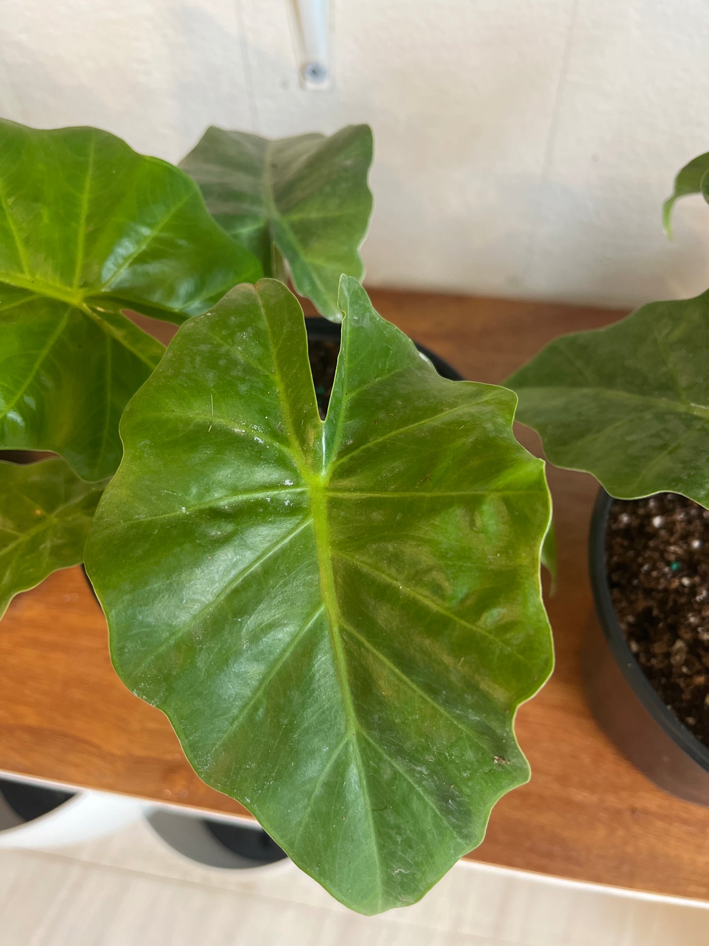 Alocasia Brancifolia 6”