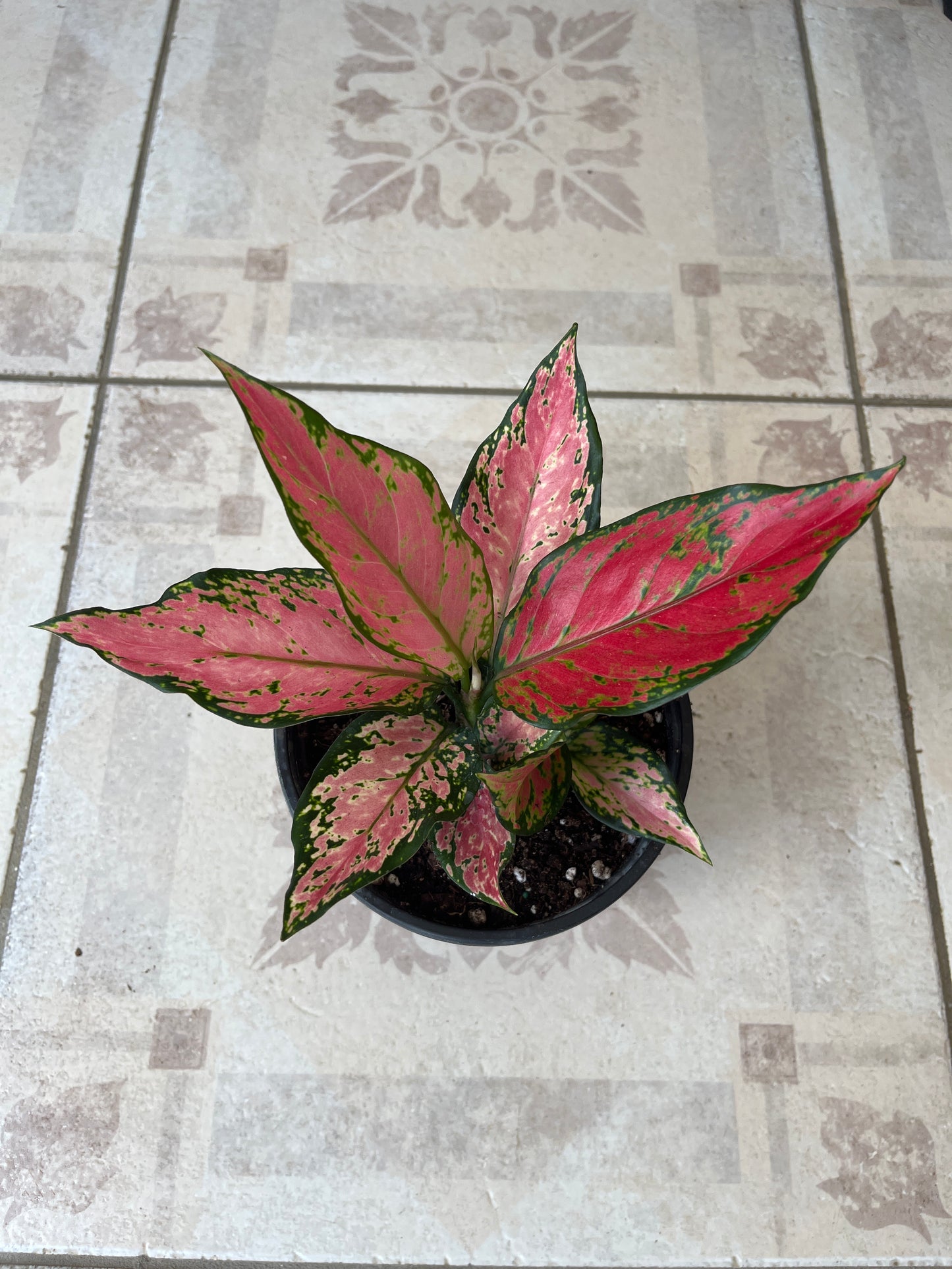 Aglaonema Lady Valentine 6”