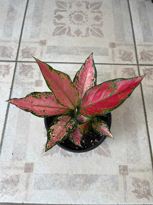 Aglaonema Lady Valentine 6”