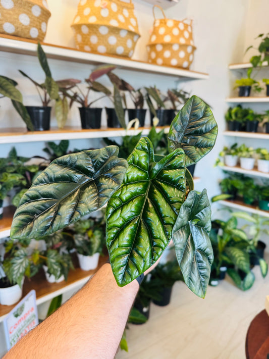 Alocasia Sinnuata