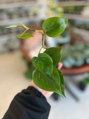 Heartleaf Philodendron 2”