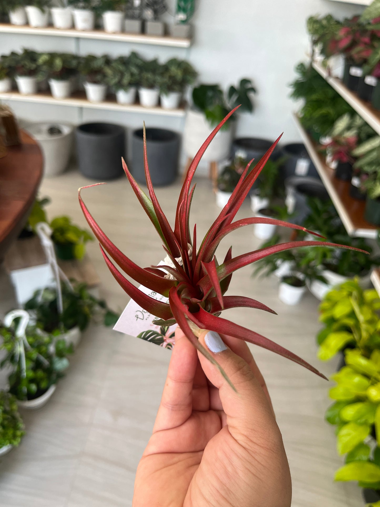 Tillandsia Red Abdita