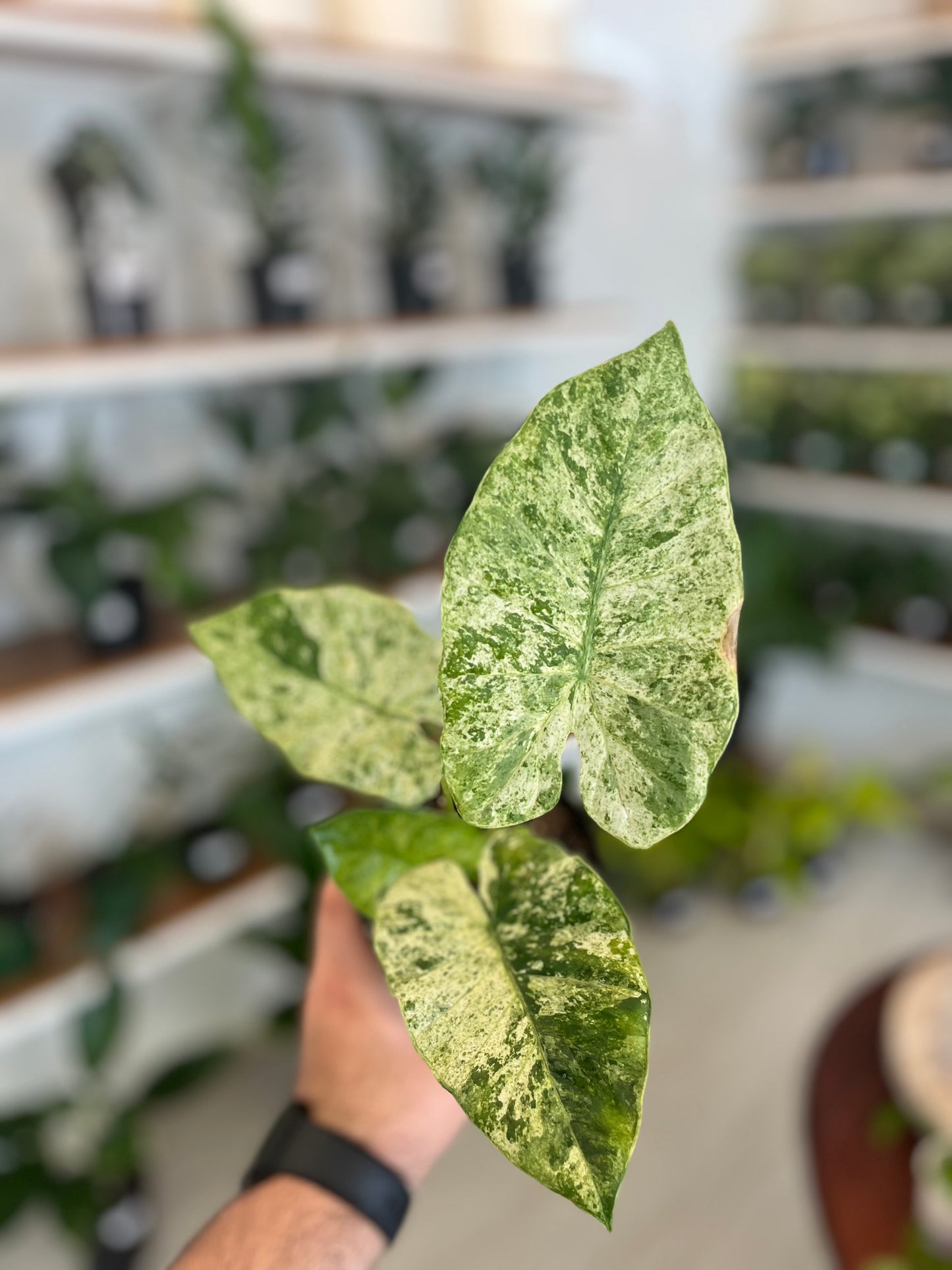 Alocasia Odora Batik 4”