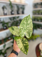 Alocasia Odora Batik 4”