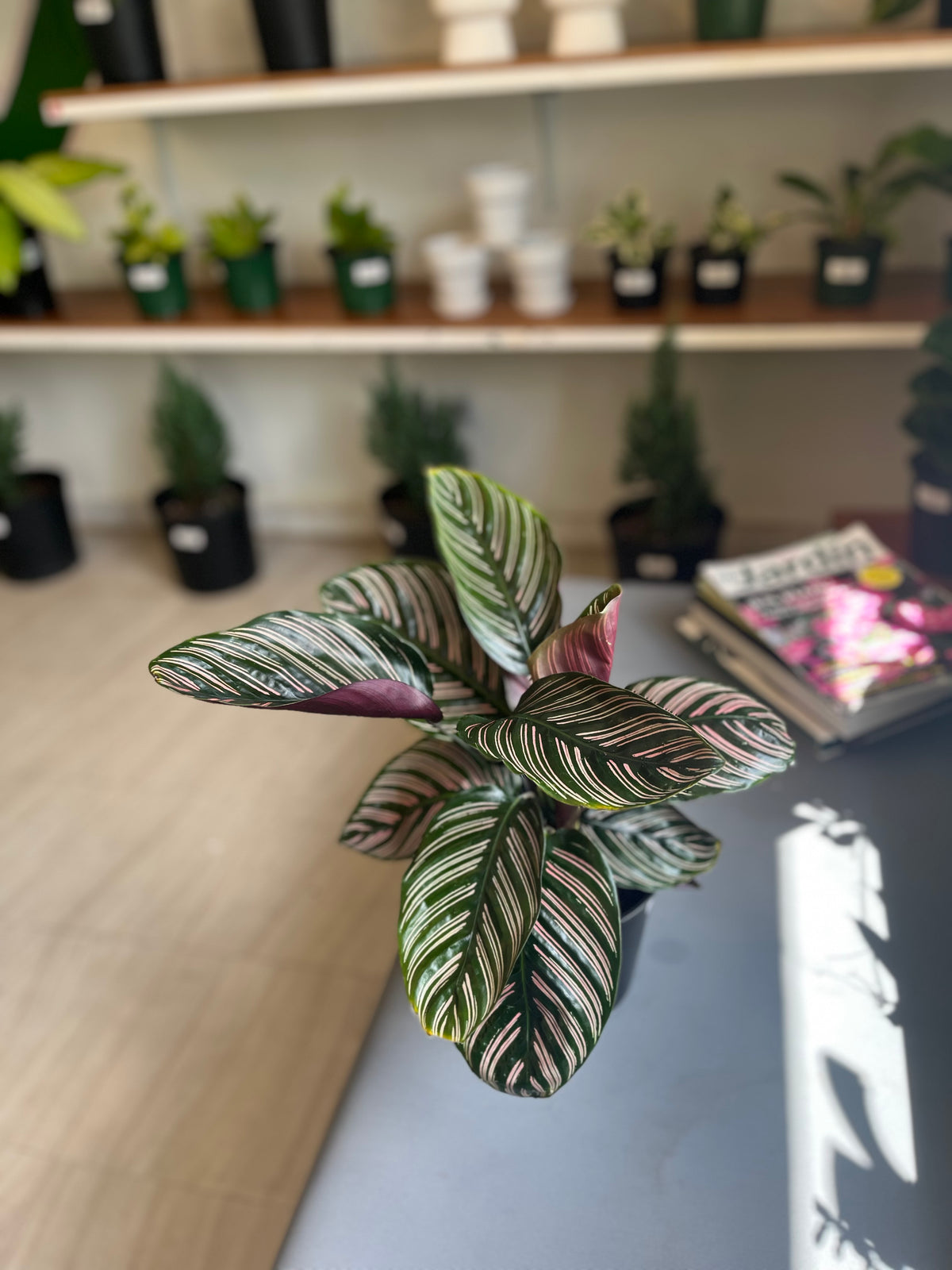 Calathea Ornata 1G