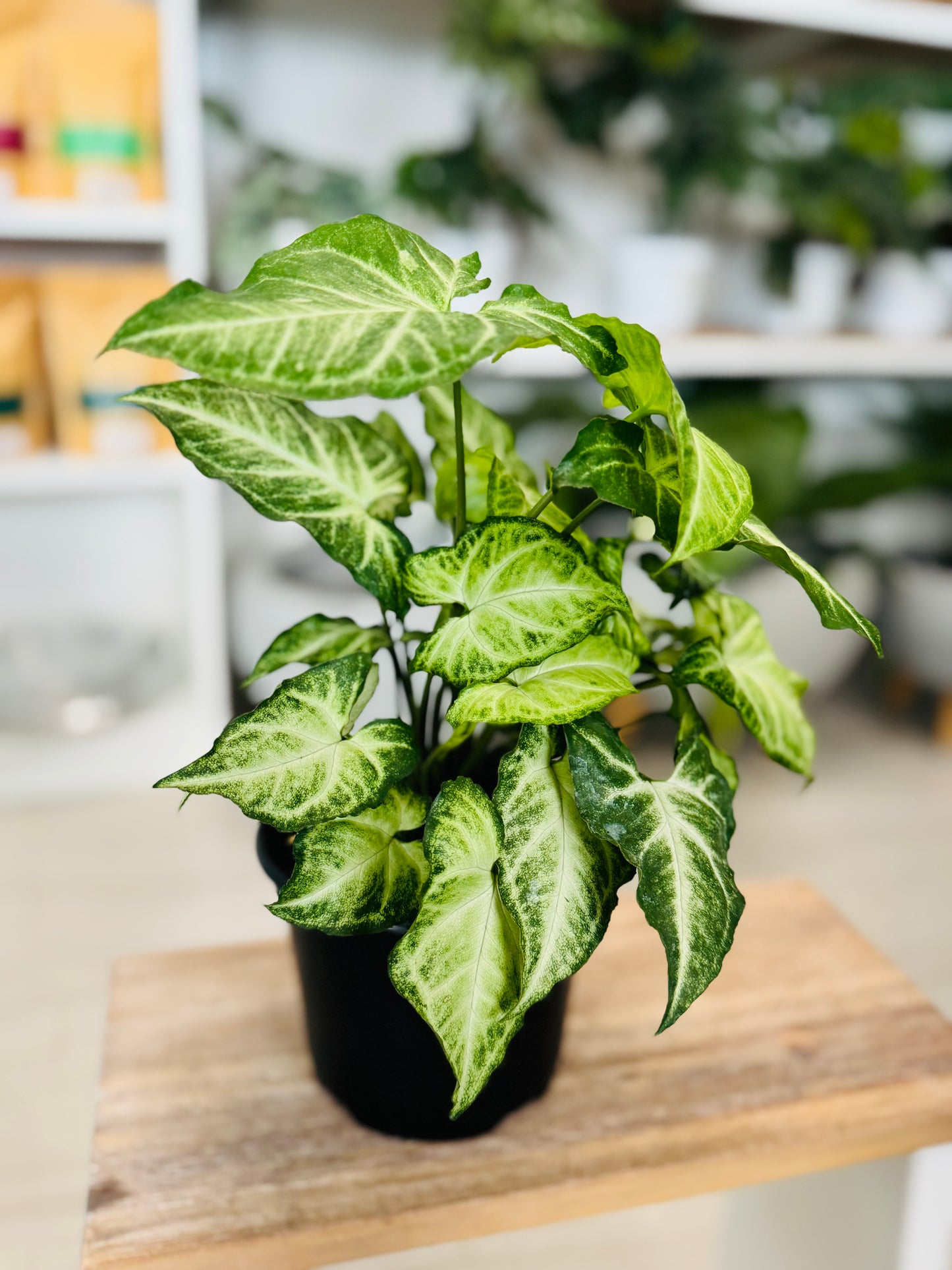 Syngonium White Butterfly