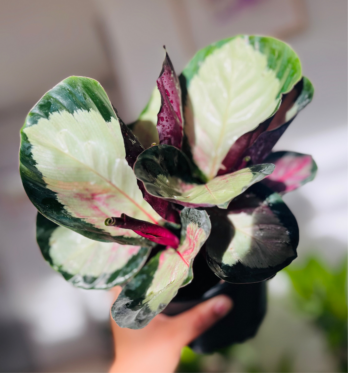 Calathea Rosy 6”