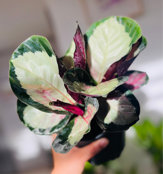 Calathea Rosy 6”