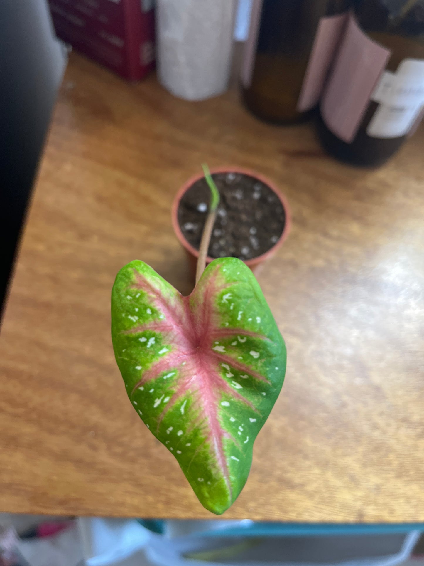 Caladium Pink Lady 2”