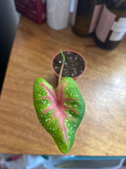 Caladium Pink Lady 2”