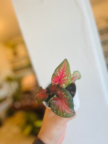 Caladium Summer Pink 4”