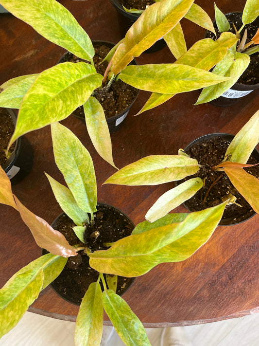 Philodendron Marmalade 2”