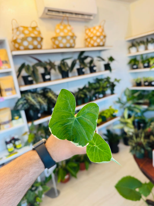 Alocasia Mickey Mouse
