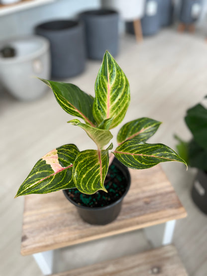 Aglaonema Pinky Pie