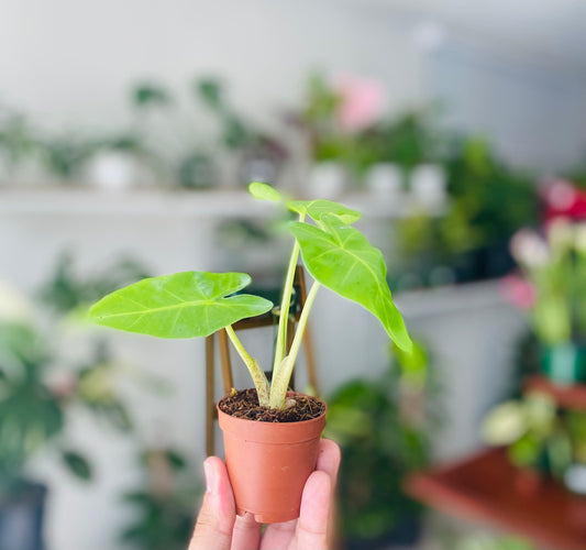 Alocasia Lime 2"