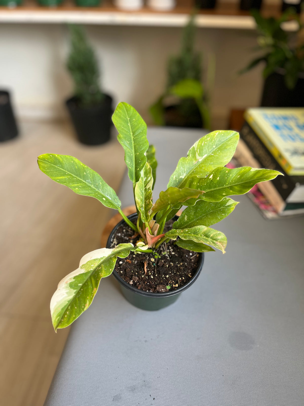 Philodendron Ring of Fire 4”