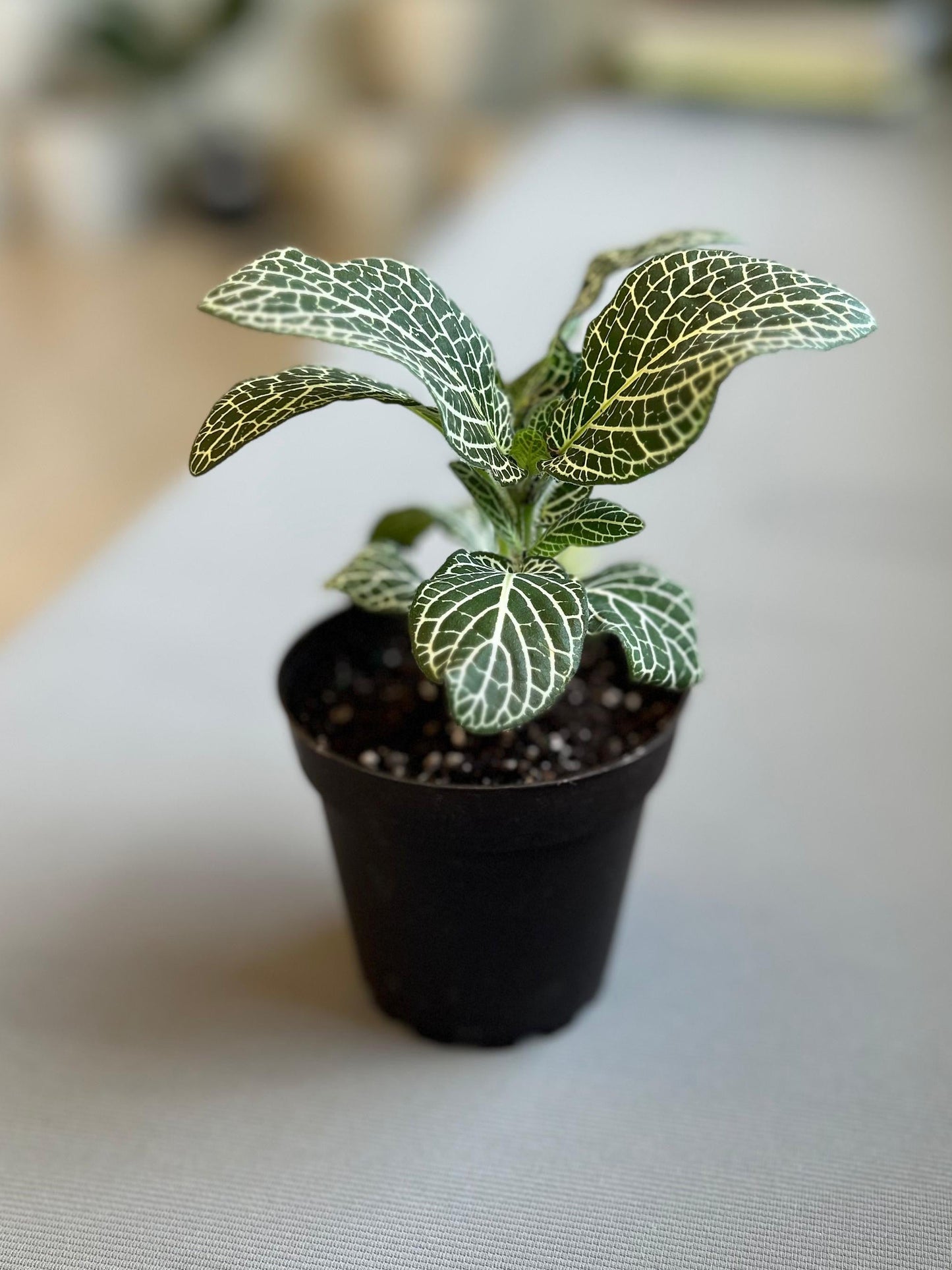 Fittonia Angel White
