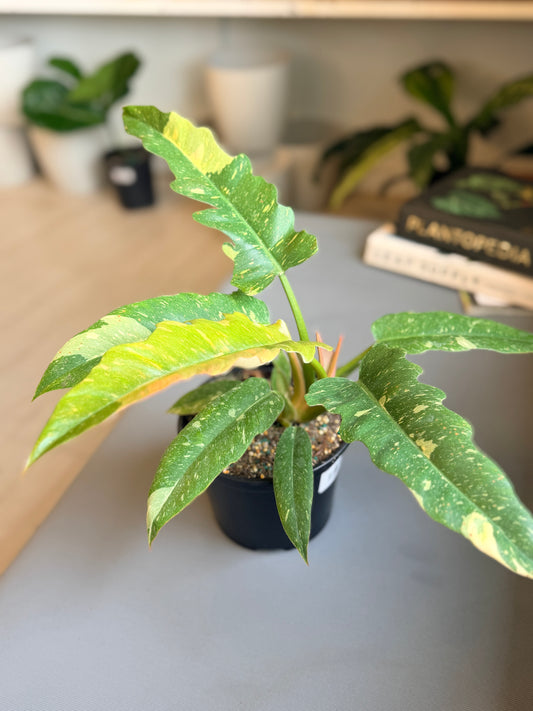 Philodendron Ring of Fire 6”