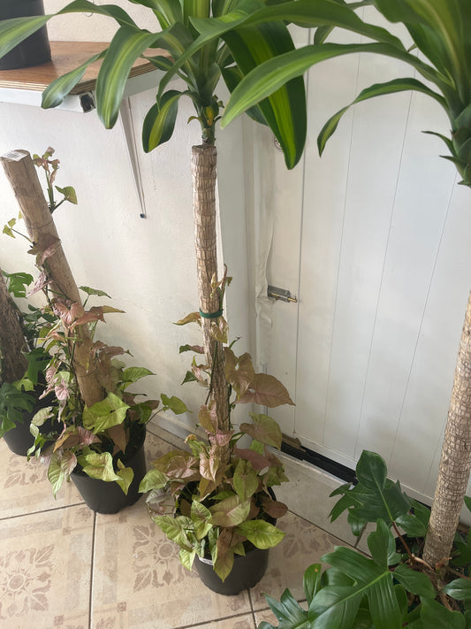 Tronco de Brasil con Syngonium Rosado 2g