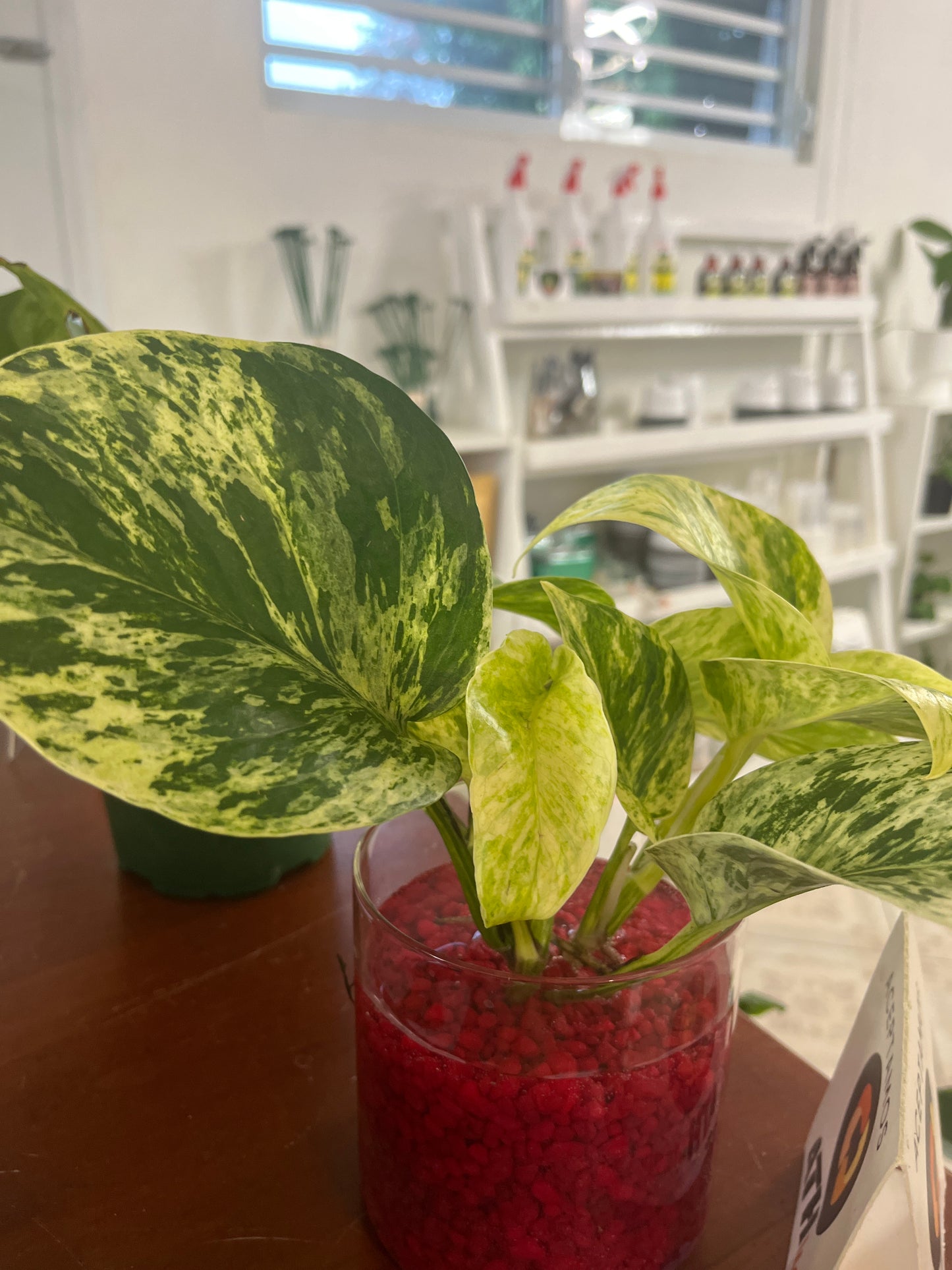 Marble Queen Envase