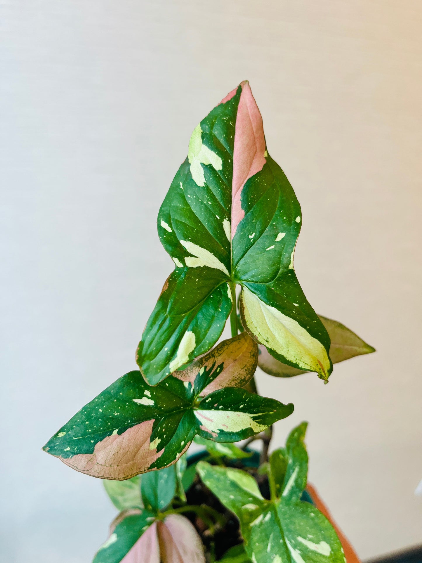 Syngonium Red Spot Tricolor