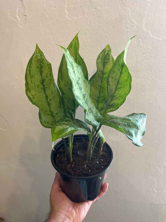 Aglaonema Romeo 6”