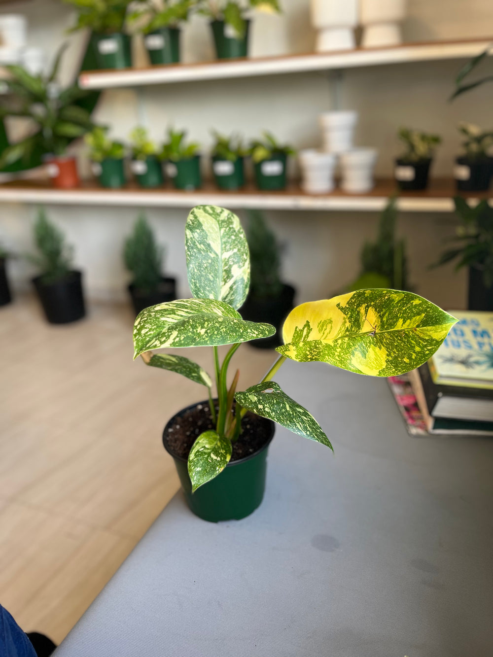 Philodendron Congo Nuclear Variegado 5”