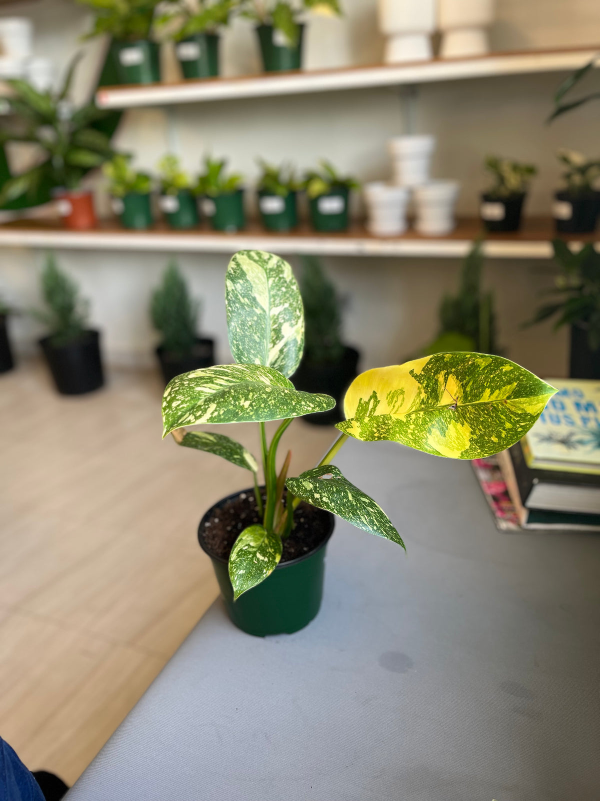 Philodendron Congo Nuclear Variegado 5”