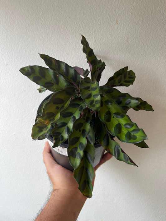 Calathea Rattlesnake 6”