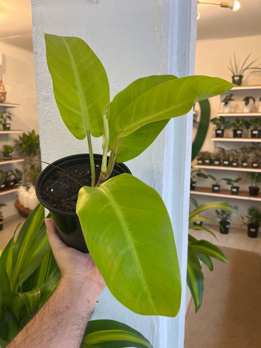 Philodendron Lemon Lime 6”
