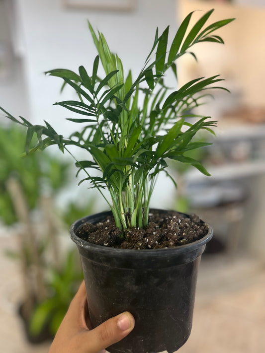 Parlor Palm 6”