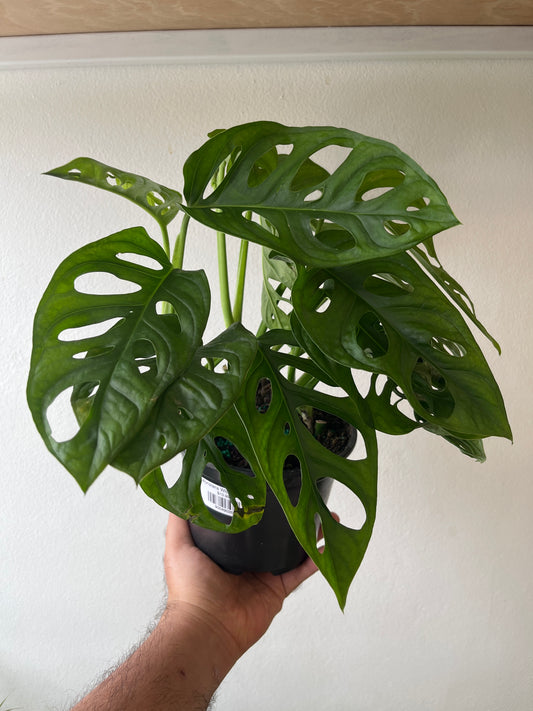 Monstera Wide Leaf 6”