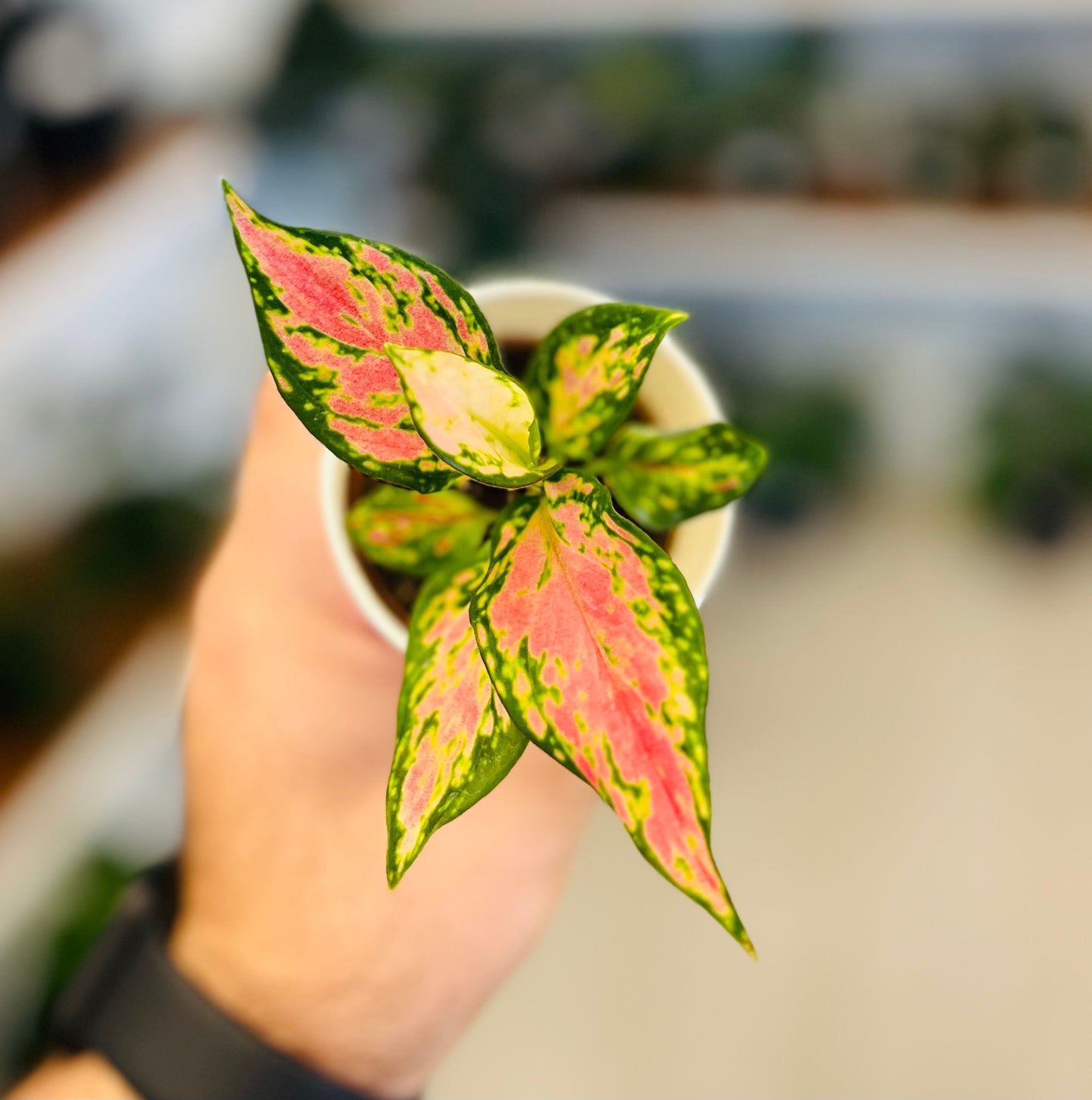 Aglaonema Pink Pie 2”