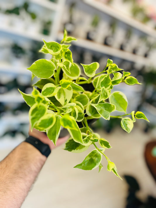 Peperomia Cupido 5”