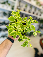 Peperomia Cupido 5”