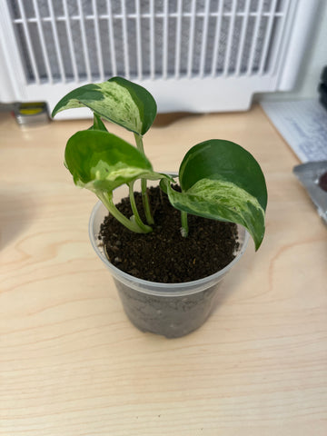 Potho Marble Queen 3”