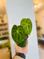 Anthurium Crystallinum 4”