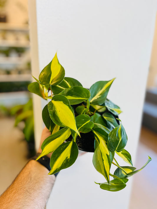 Philodendron Brasil 6”