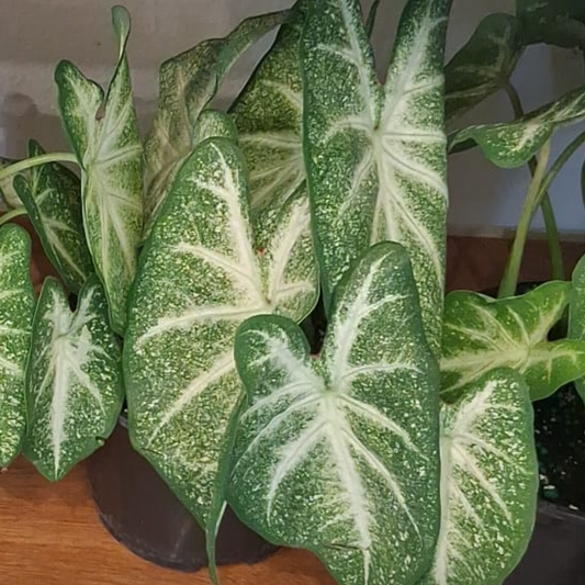 Caladium Candidum