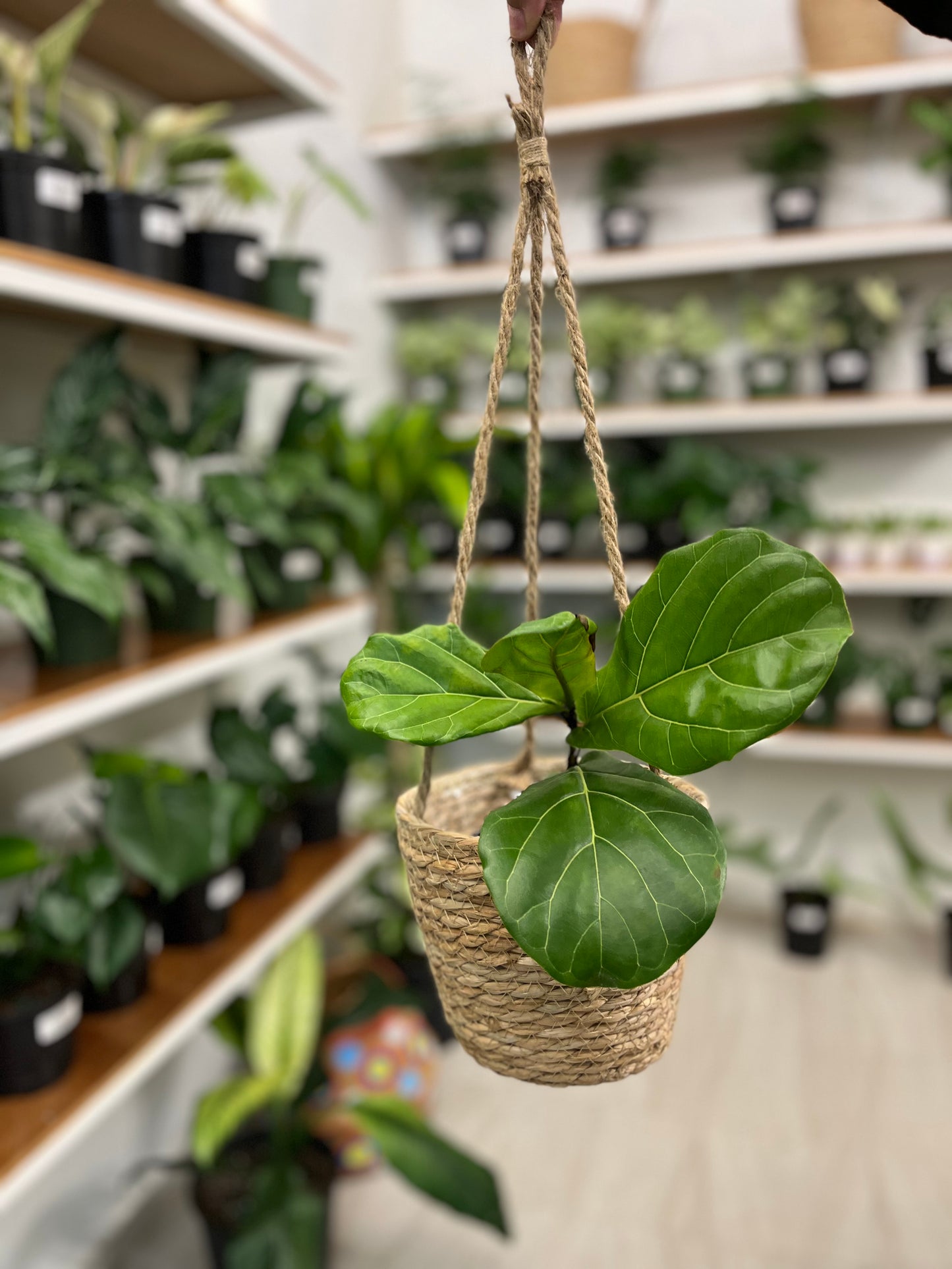 Hanging Planter Basket