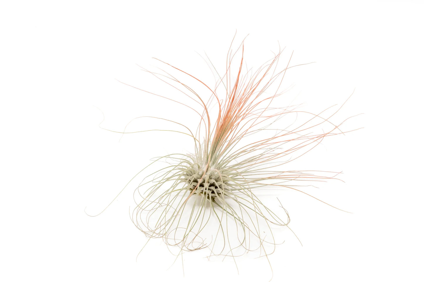 Tilandsia Argentea Coral