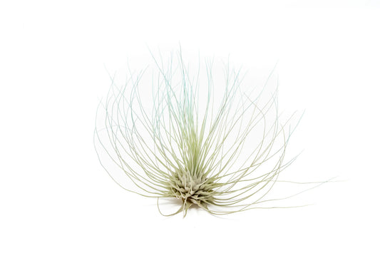 Tilandsia Argentea Light Blue
